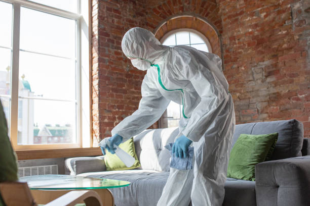 Best Black Mold Removal  in Hlsboro, IL