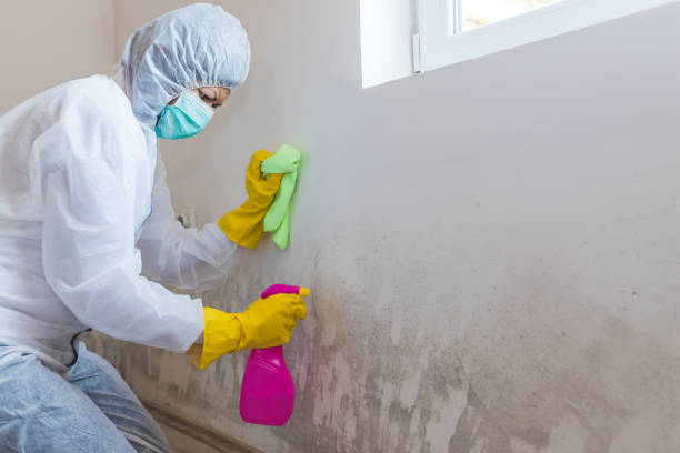 Best Mold Odor Removal Services  in Hlsboro, IL