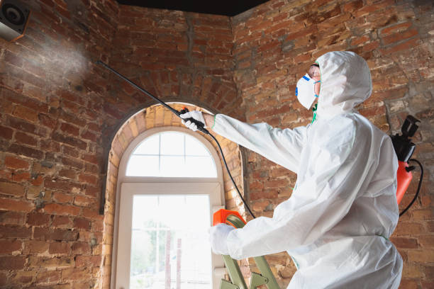 Best Emergency Mold Remediation  in Hlsboro, IL